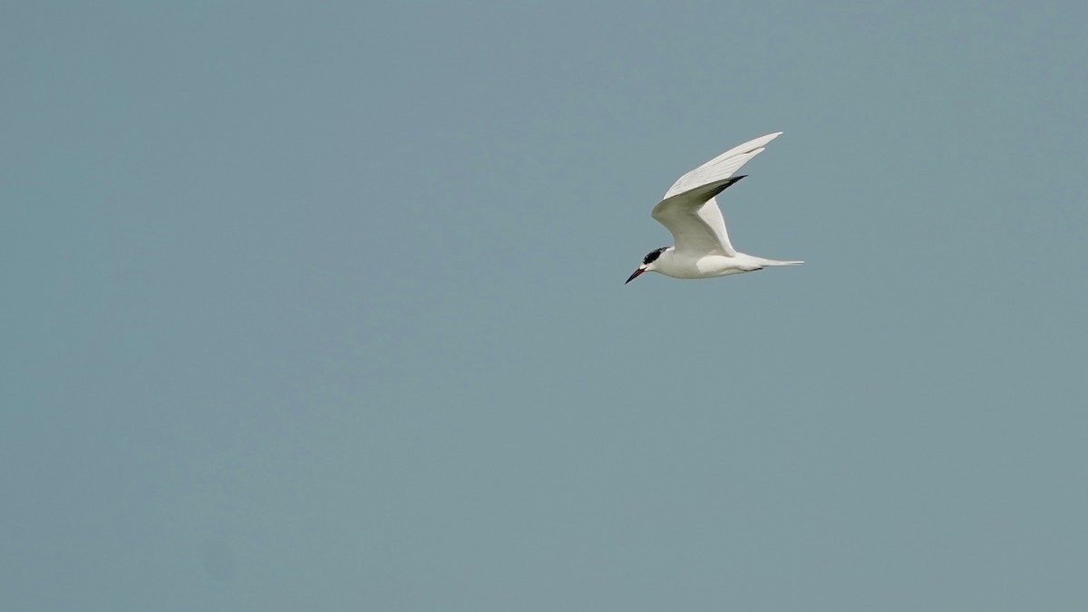 Charrán de Forster - ML647524016