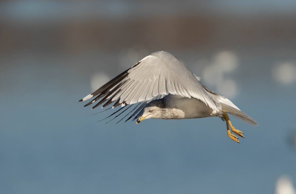 Ring-billed Gull - ML647524025
