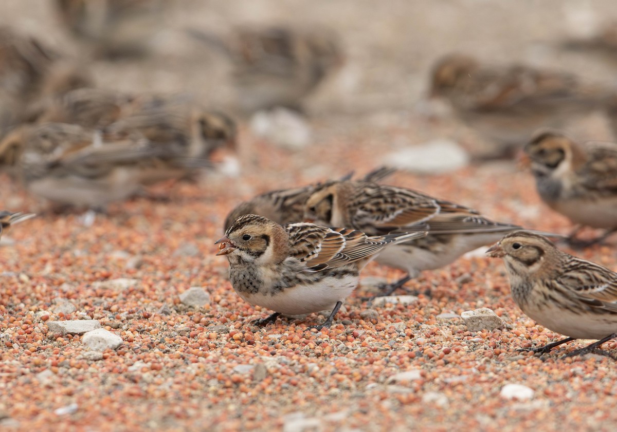 Lapland Longspur - ML647524050