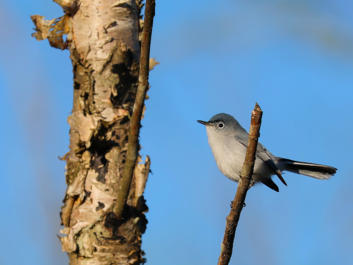 Комароловка сиза - ML647524062