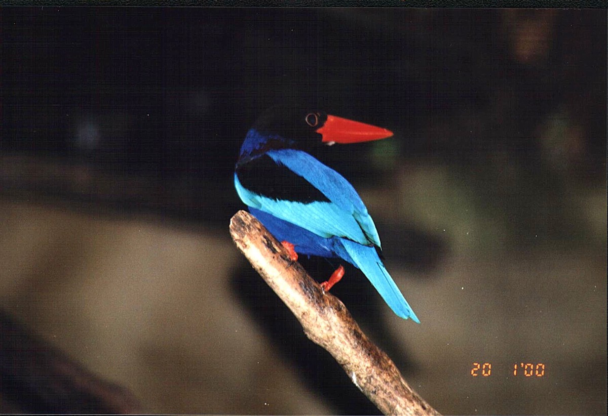 javaisfugl - ML647524098