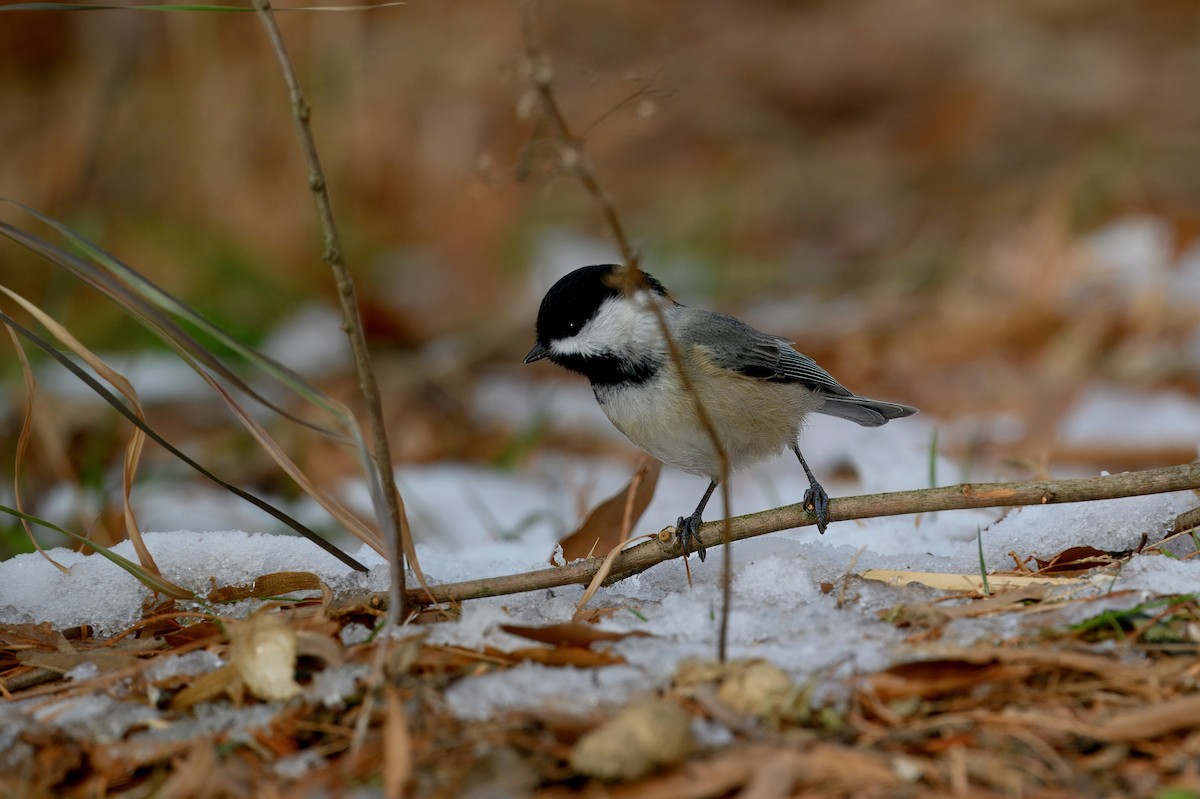 Carolina Chickadee - ML647524104