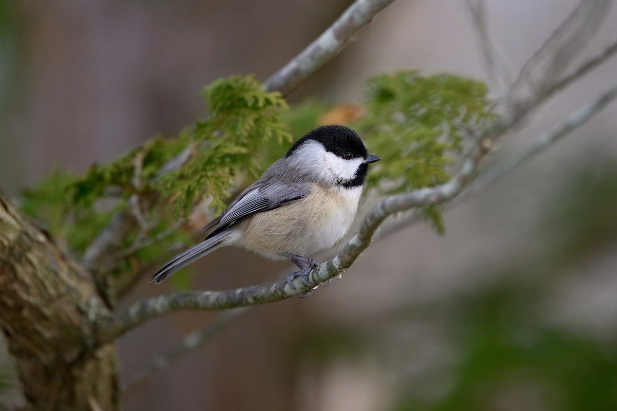 Carolina Chickadee - ML647524111