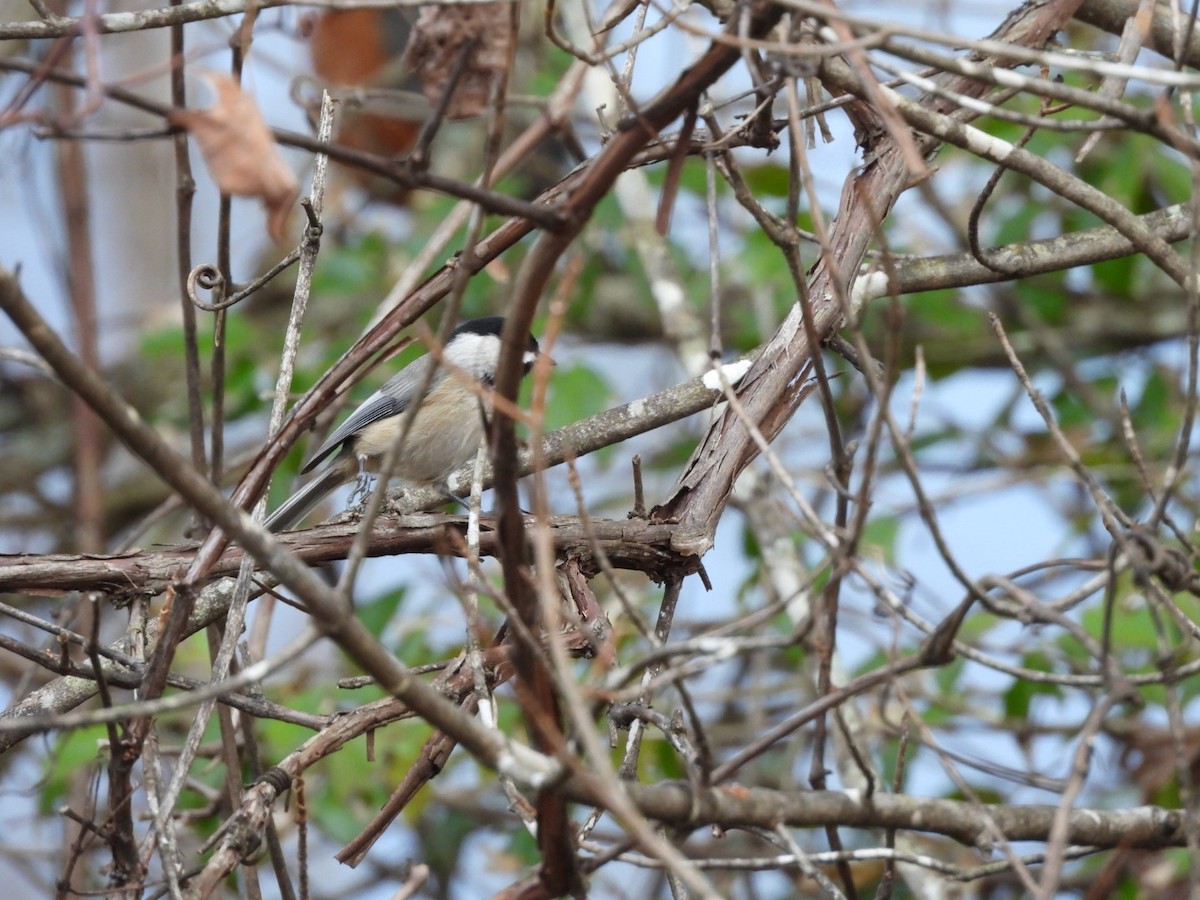 Carolina Chickadee - ML647524118