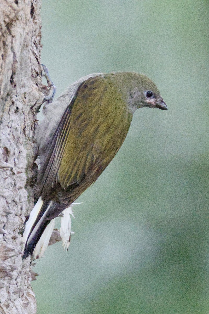 Lesser Honeyguide - ML647524147
