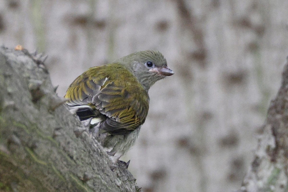 Lesser Honeyguide - ML647524148