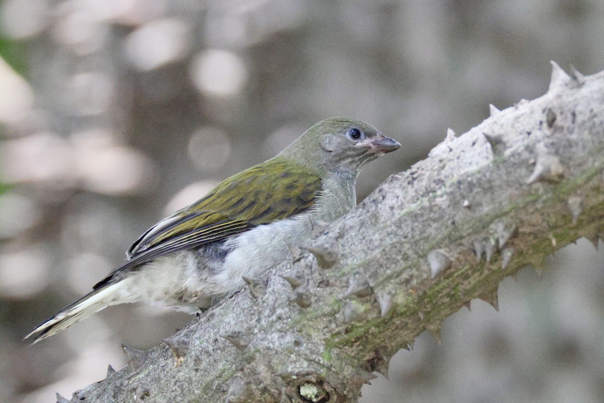 Lesser Honeyguide - ML647524149