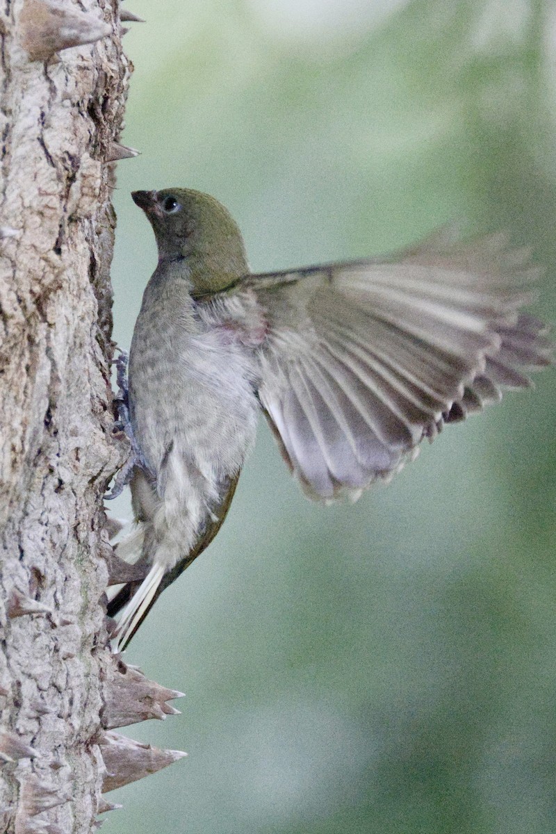 Lesser Honeyguide - ML647524150