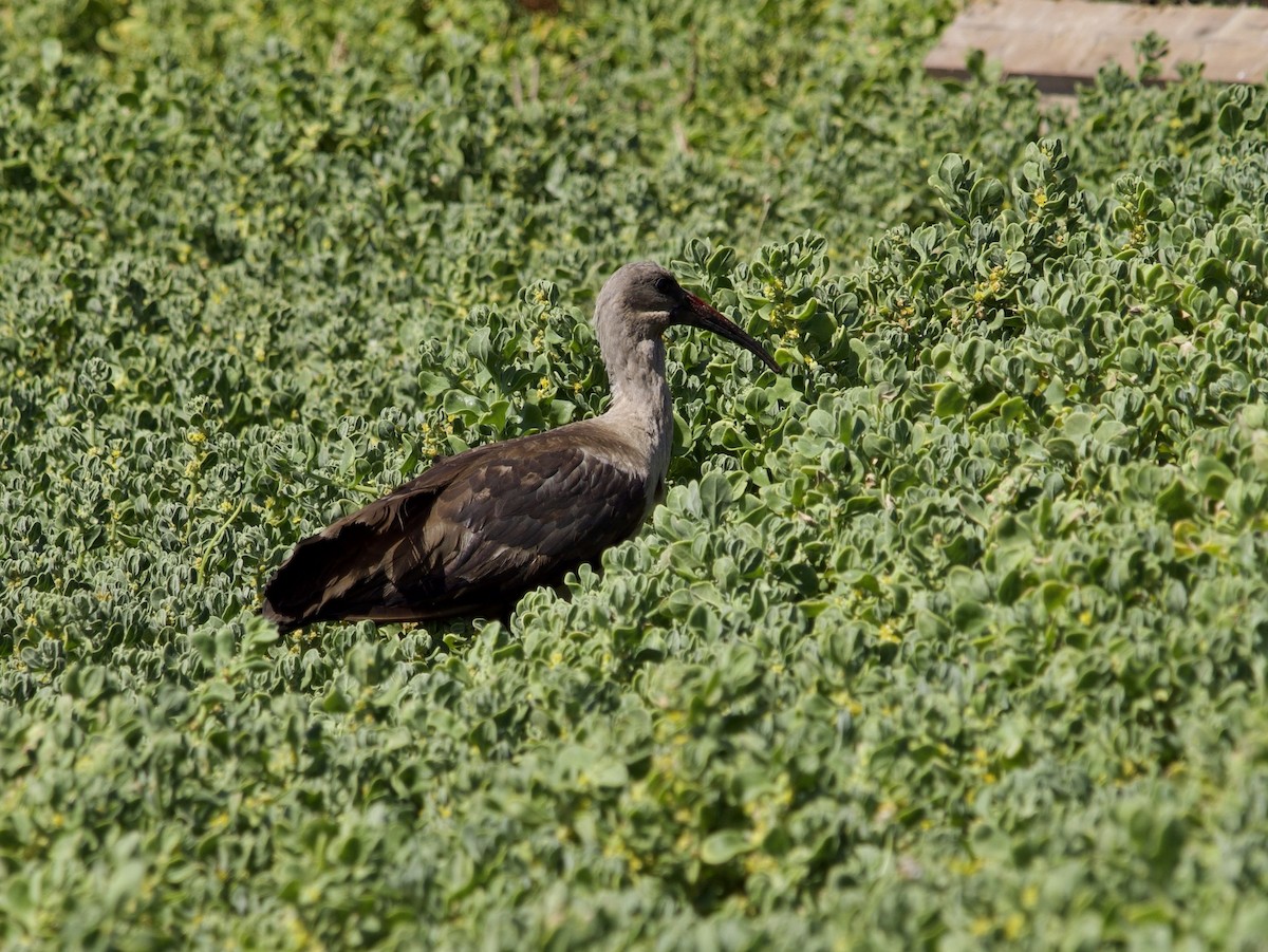Hadada Ibis - ML647524179