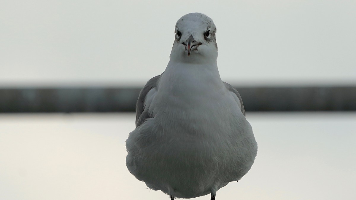 Gabbiano sghignazzante - ML647524180