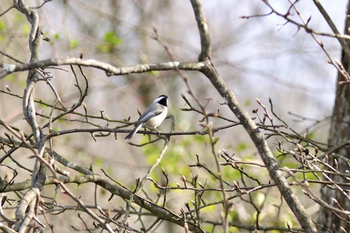 Carolina Chickadee - ML647524183
