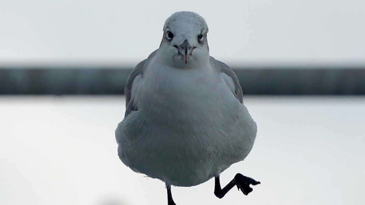 Gabbiano sghignazzante - ML647524187