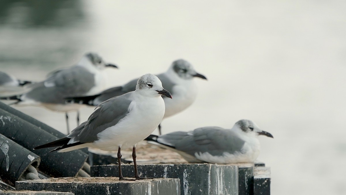 Gabbiano sghignazzante - ML647524200