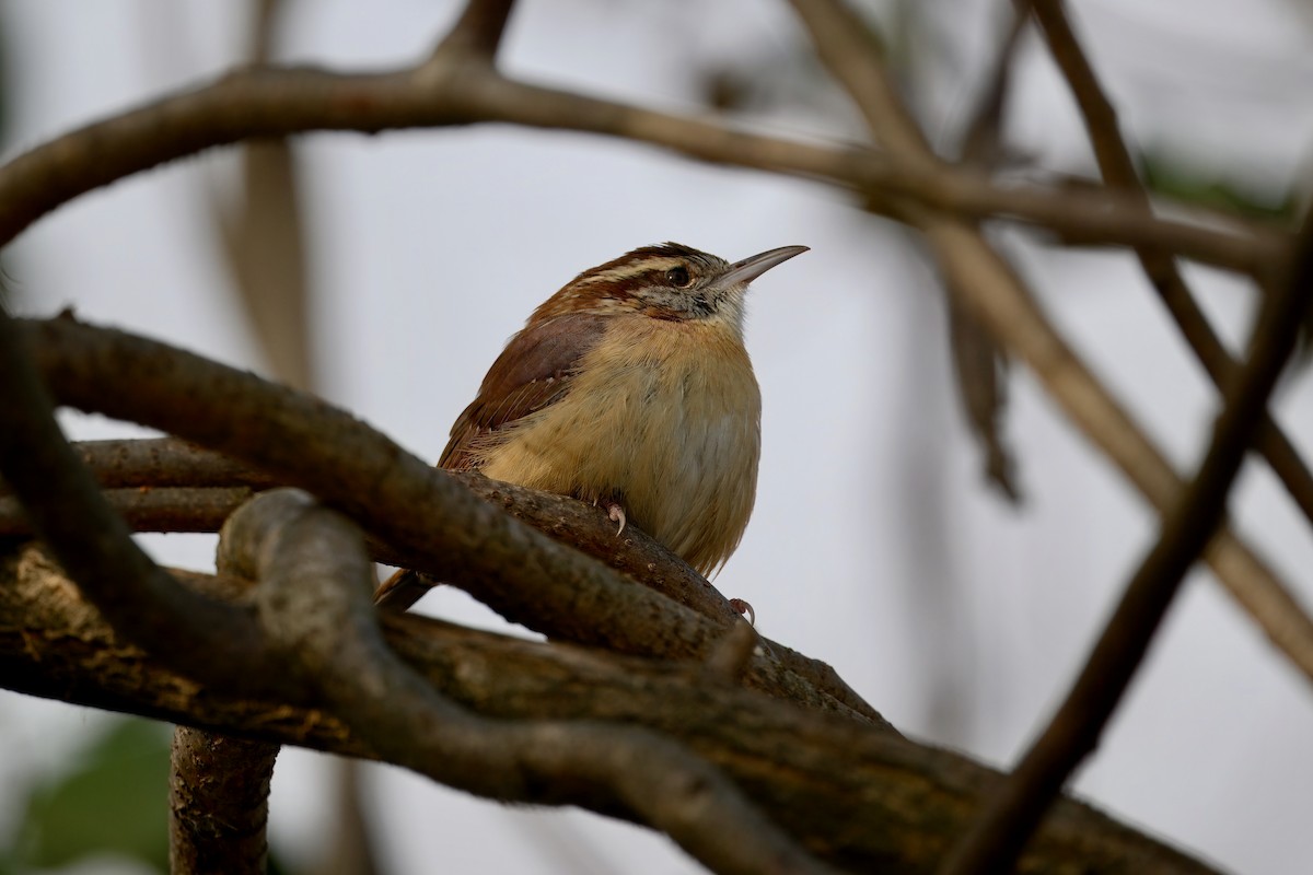 チャバラマユミソサザイ - ML647524214