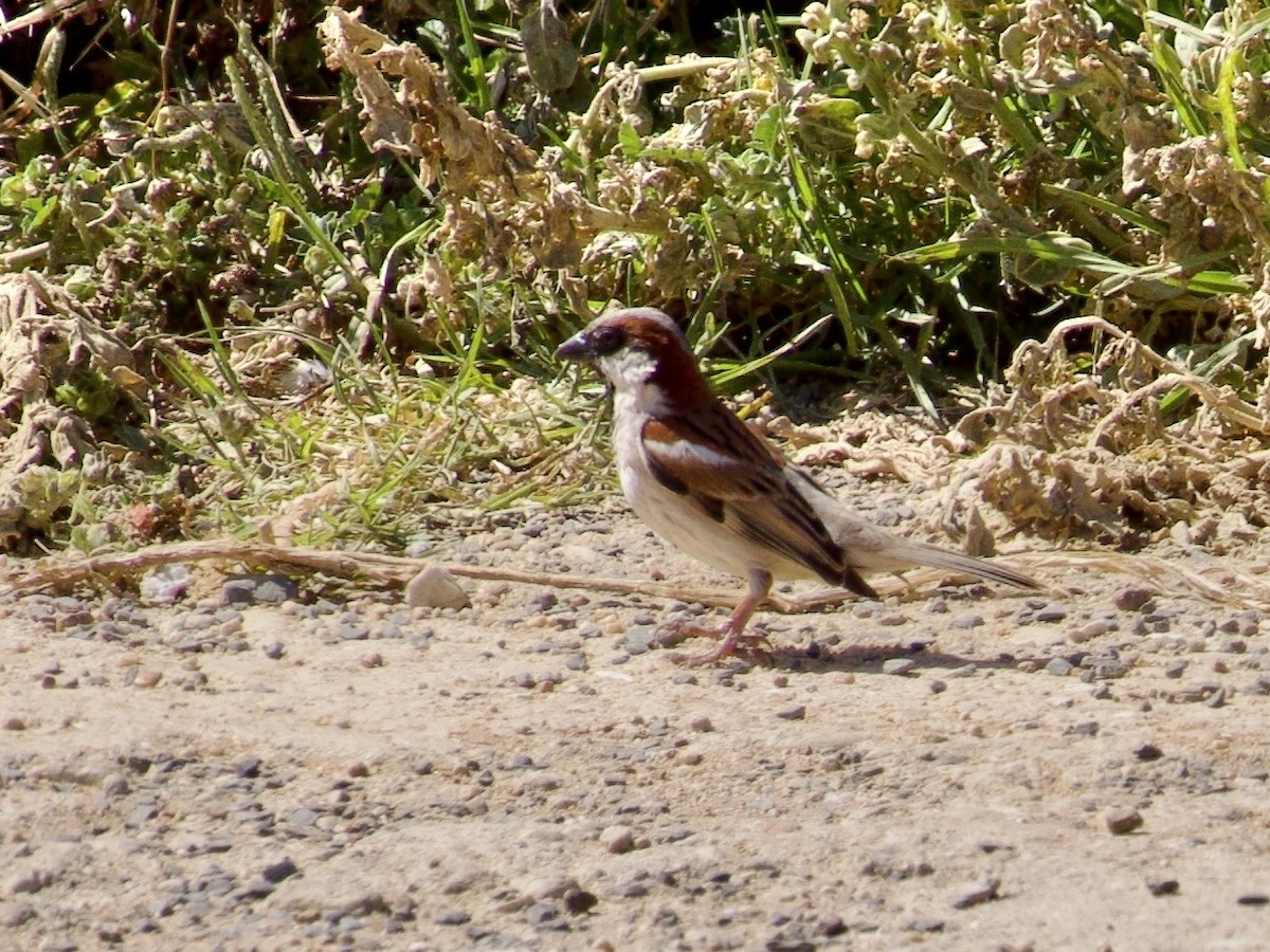 イエスズメ - ML647524222