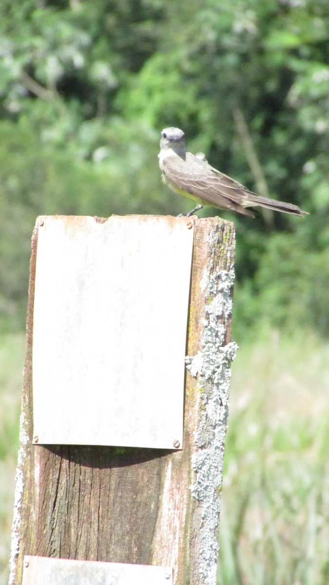 オリーブタイランチョウ - ML647524223