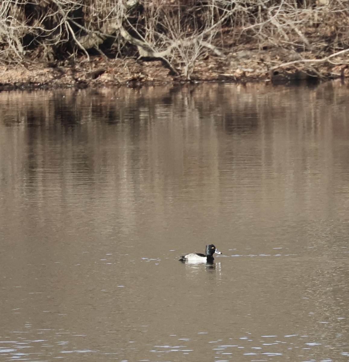 クビワキンクロ - ML647524225