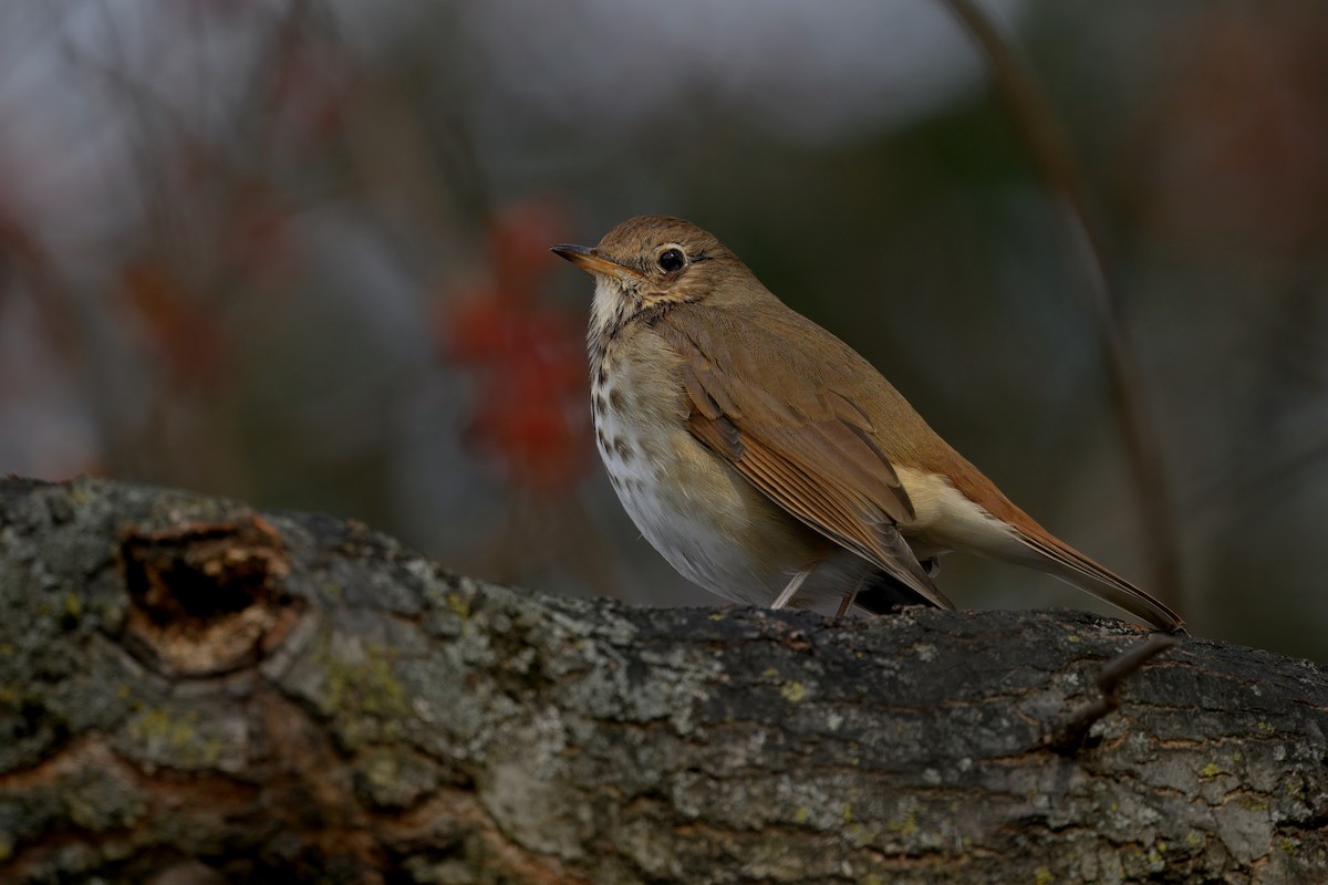 チャイロコツグミ - ML647524227