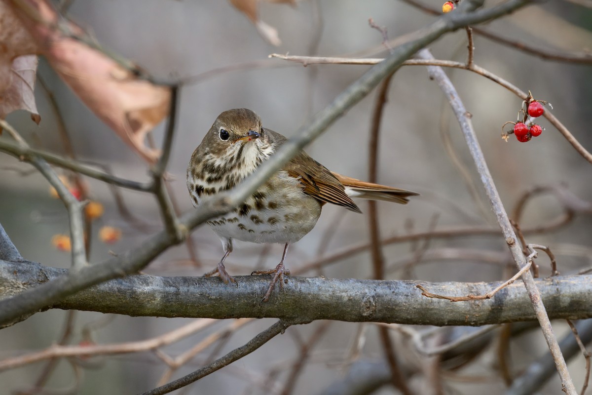 チャイロコツグミ - ML647524231