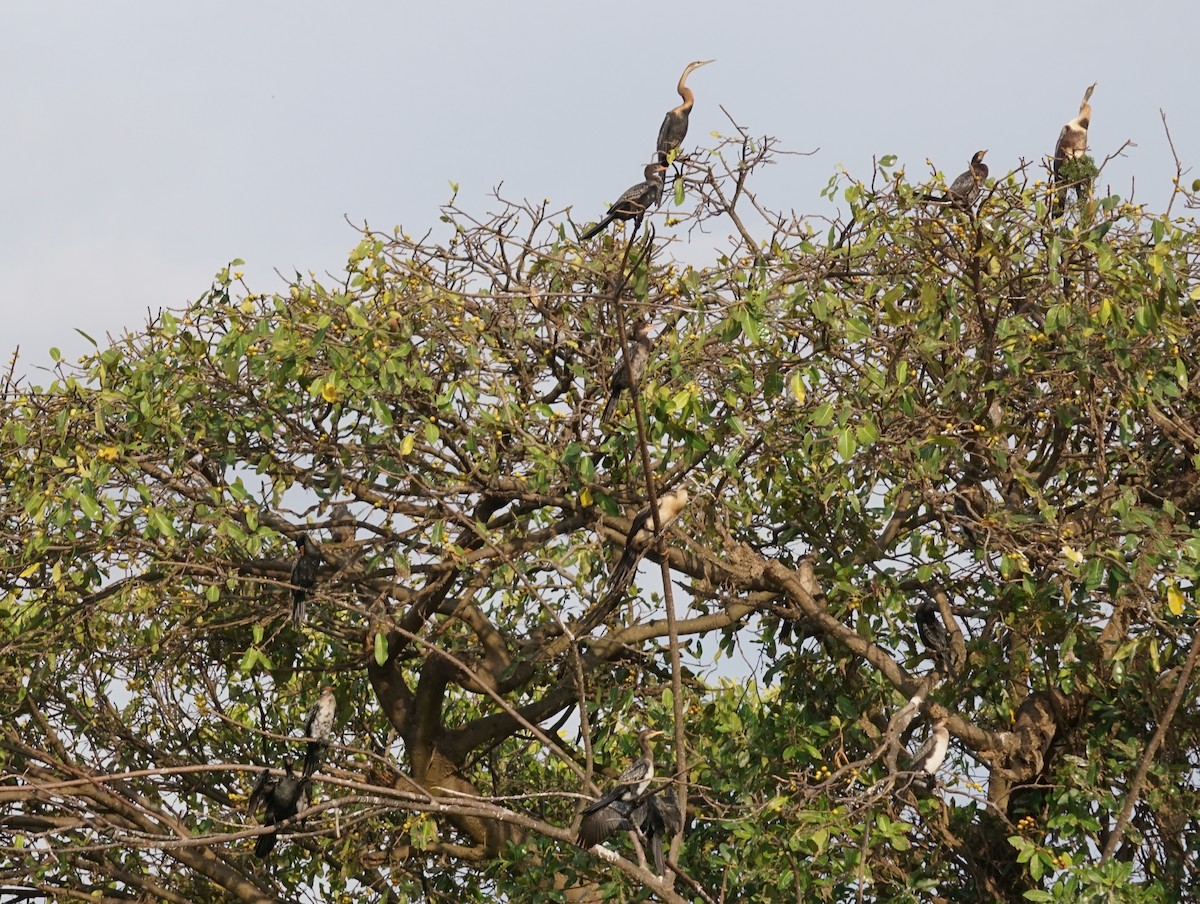 アフリカヘビウ - ML647524234