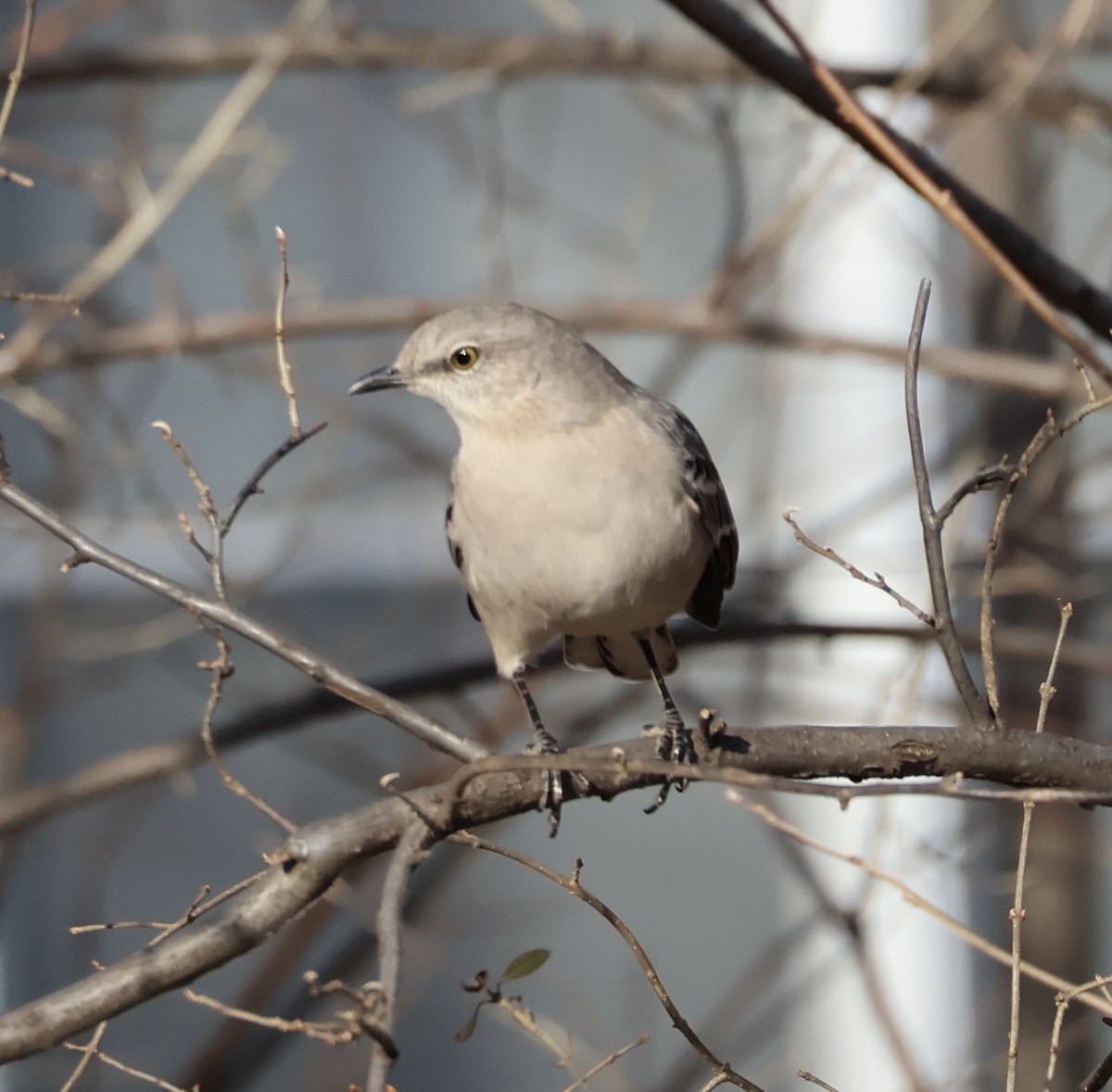 マネシツグミ - ML647524236