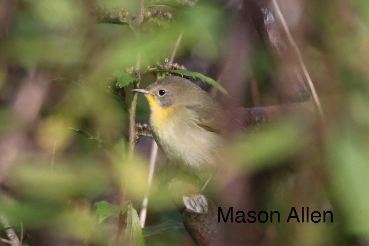 カオグロアメリカムシクイ - ML647524237