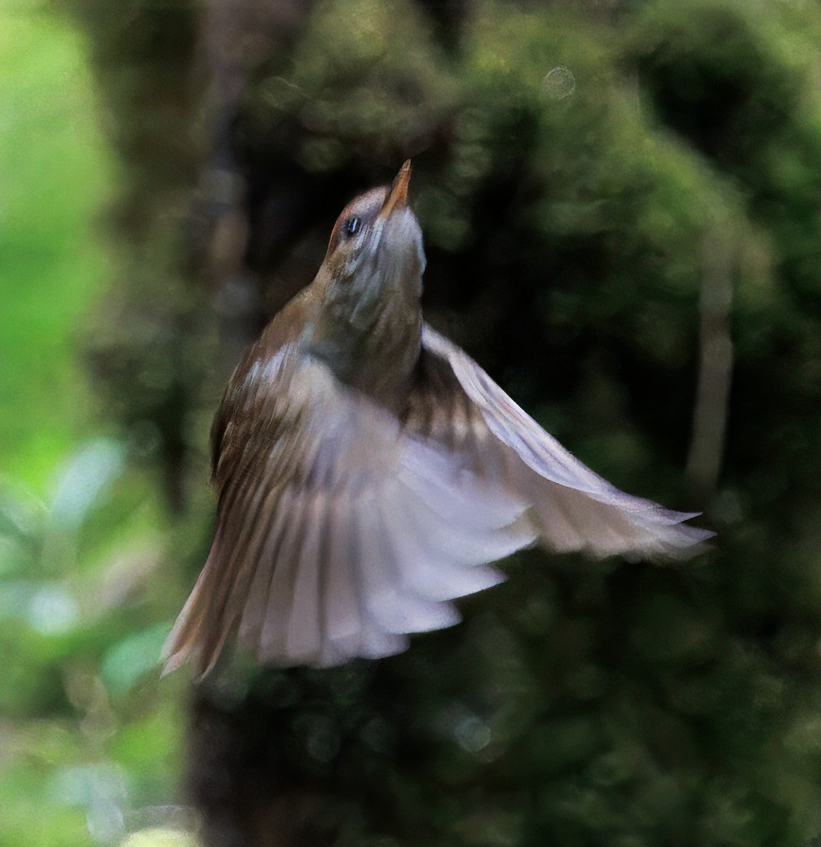 チャボウシツグミ - ML647524239