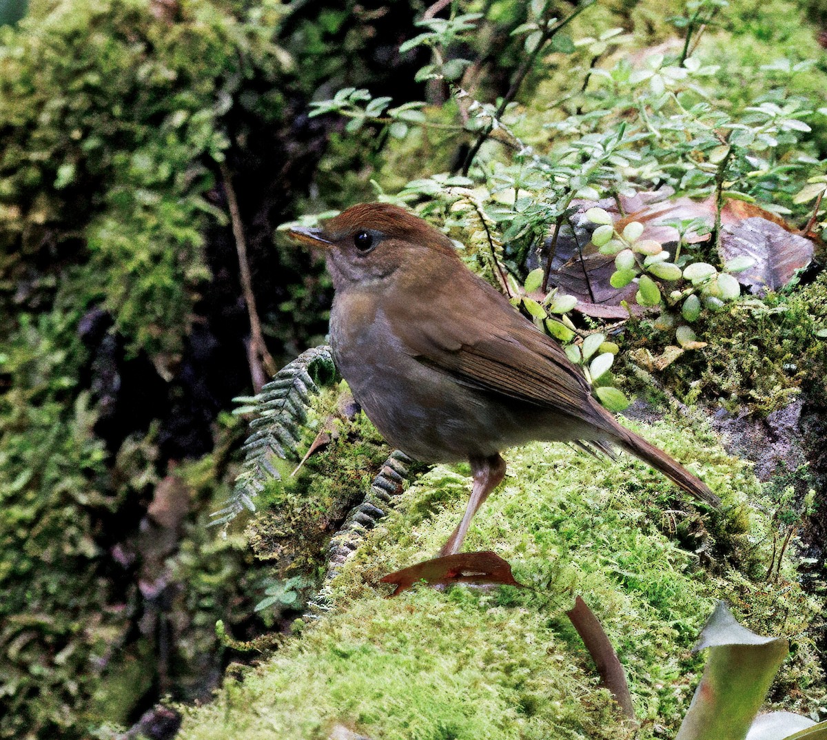 チャボウシツグミ - ML647524242