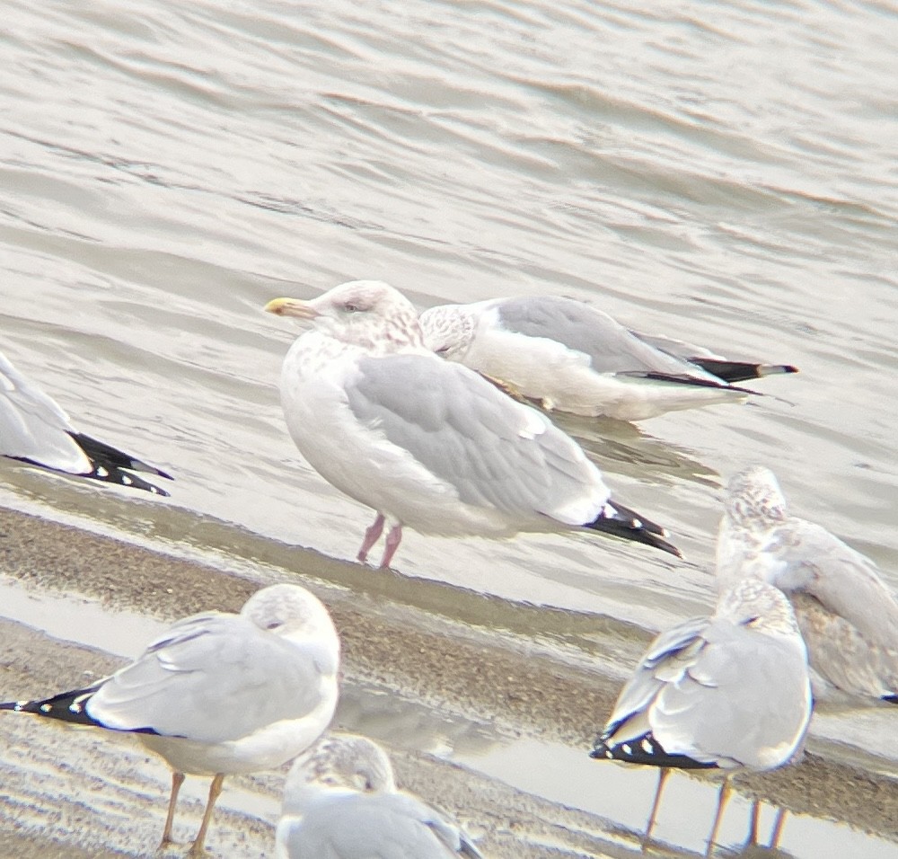 アメリカセグロカモメ - ML647524245