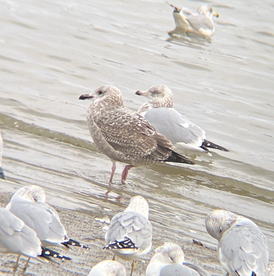 アメリカセグロカモメ - ML647524247