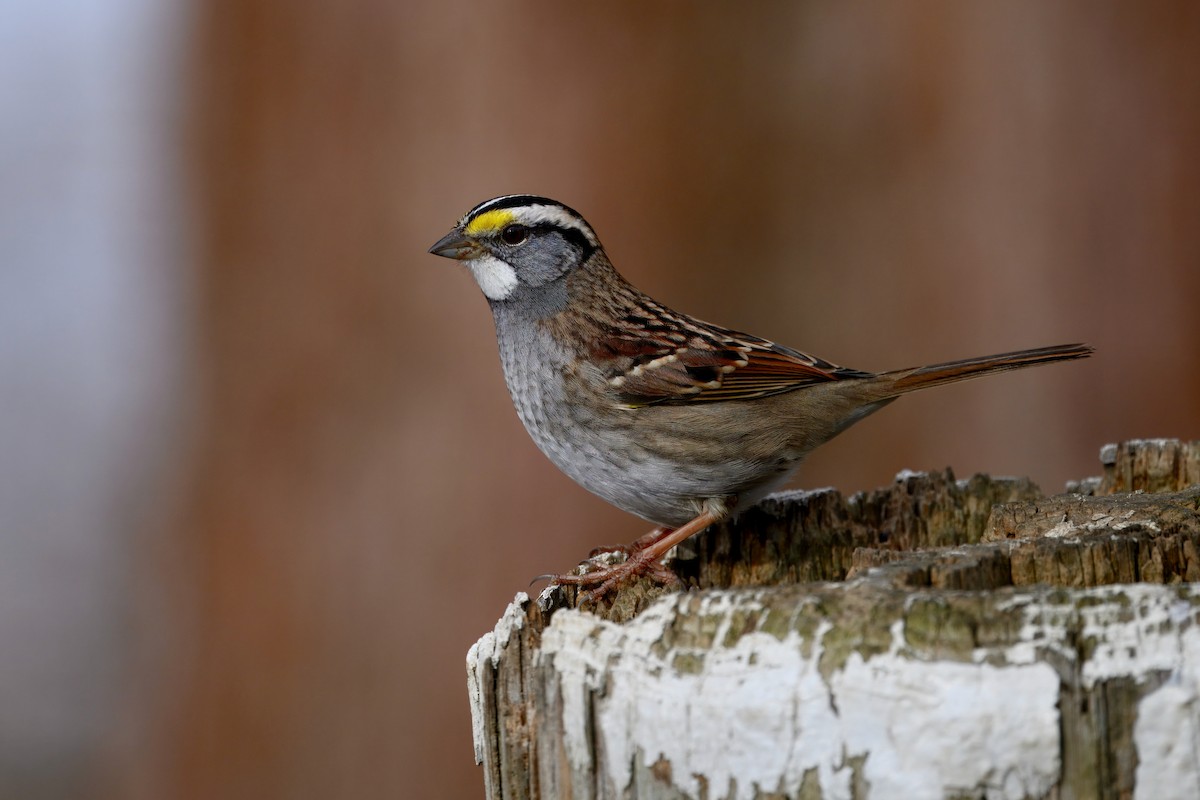 ノドジロシトド - ML647524250