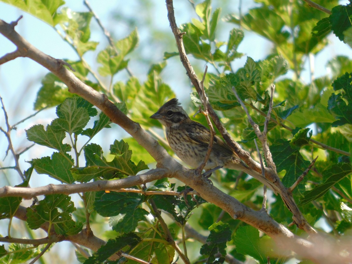 アカエリシトド - ML647524251