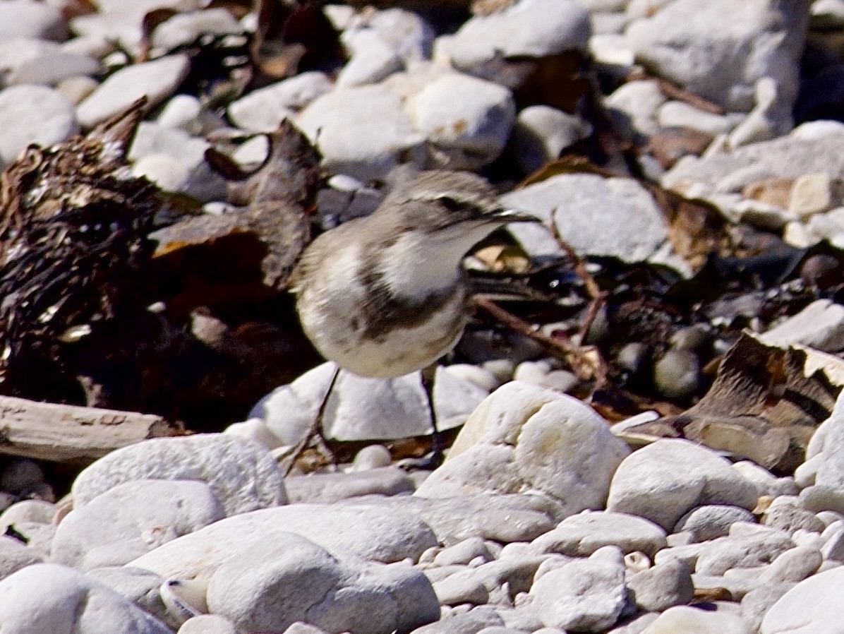 サメハクセキレイ - ML647524252