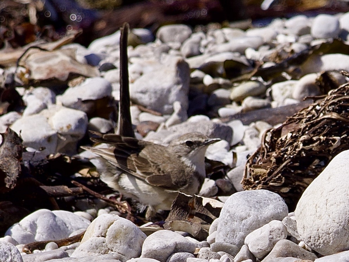 サメハクセキレイ - ML647524253