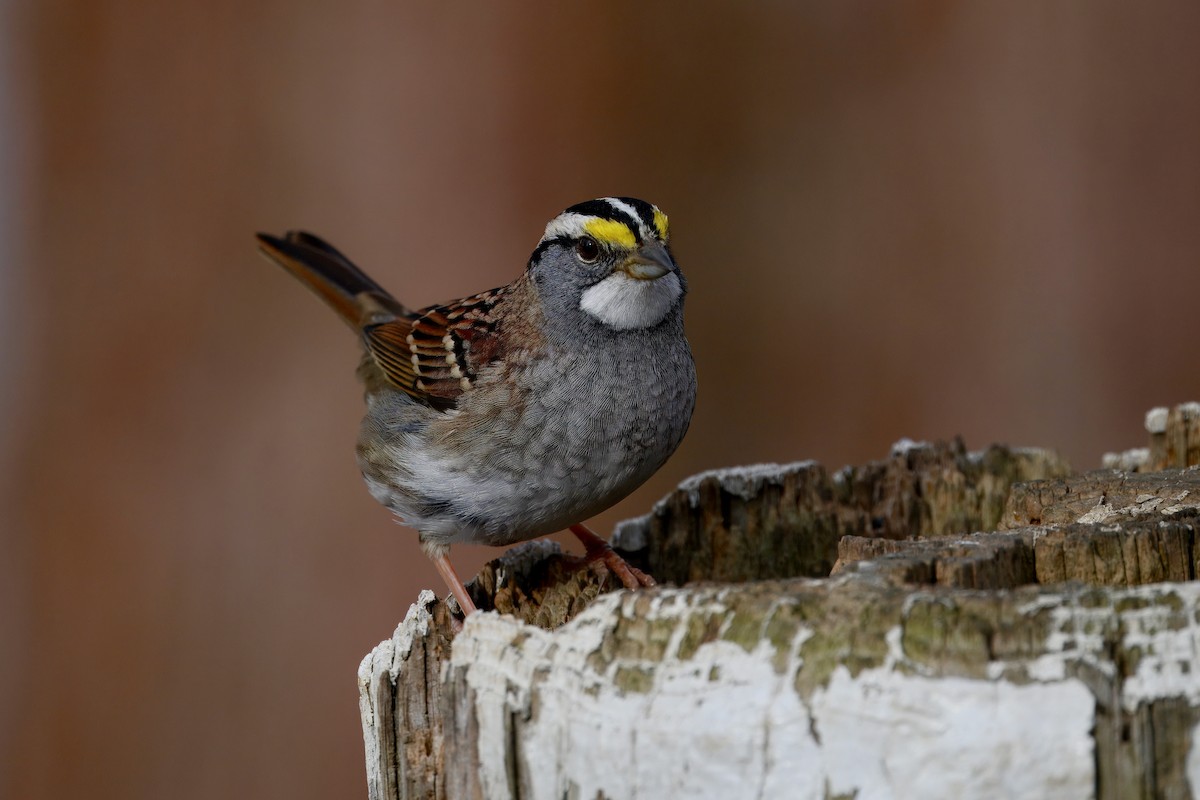 ノドジロシトド - ML647524255