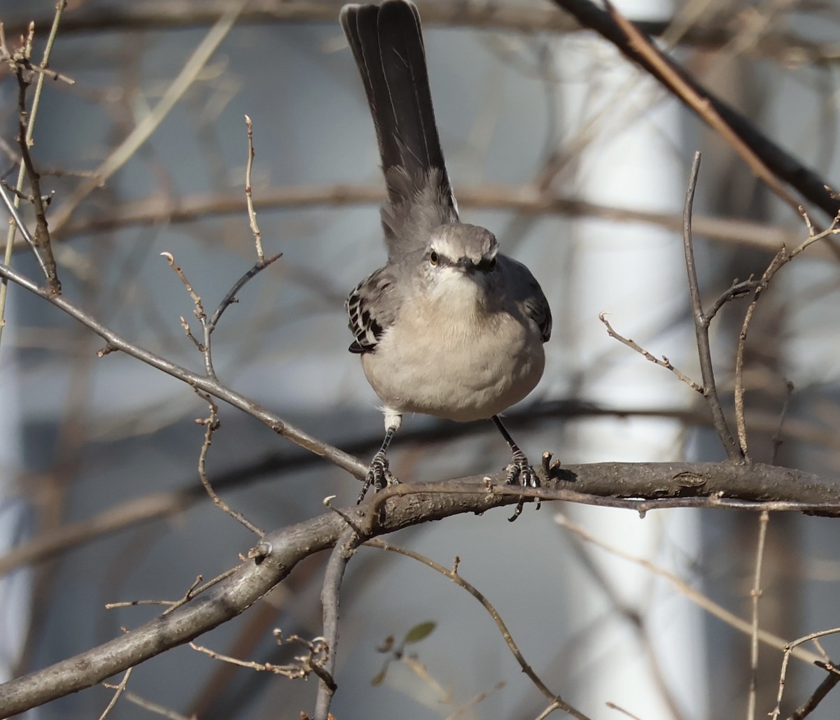 マネシツグミ - ML647524259