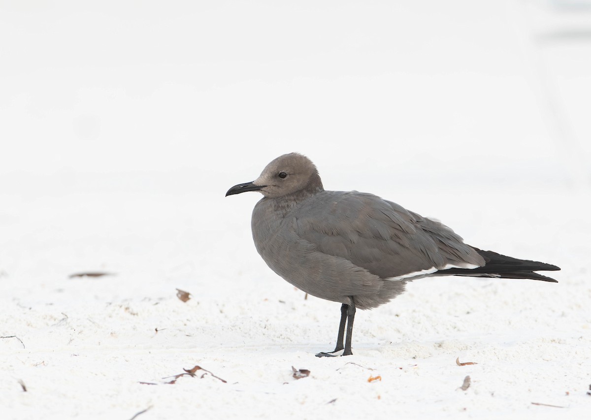 ハイイロカモメ - ML647524264