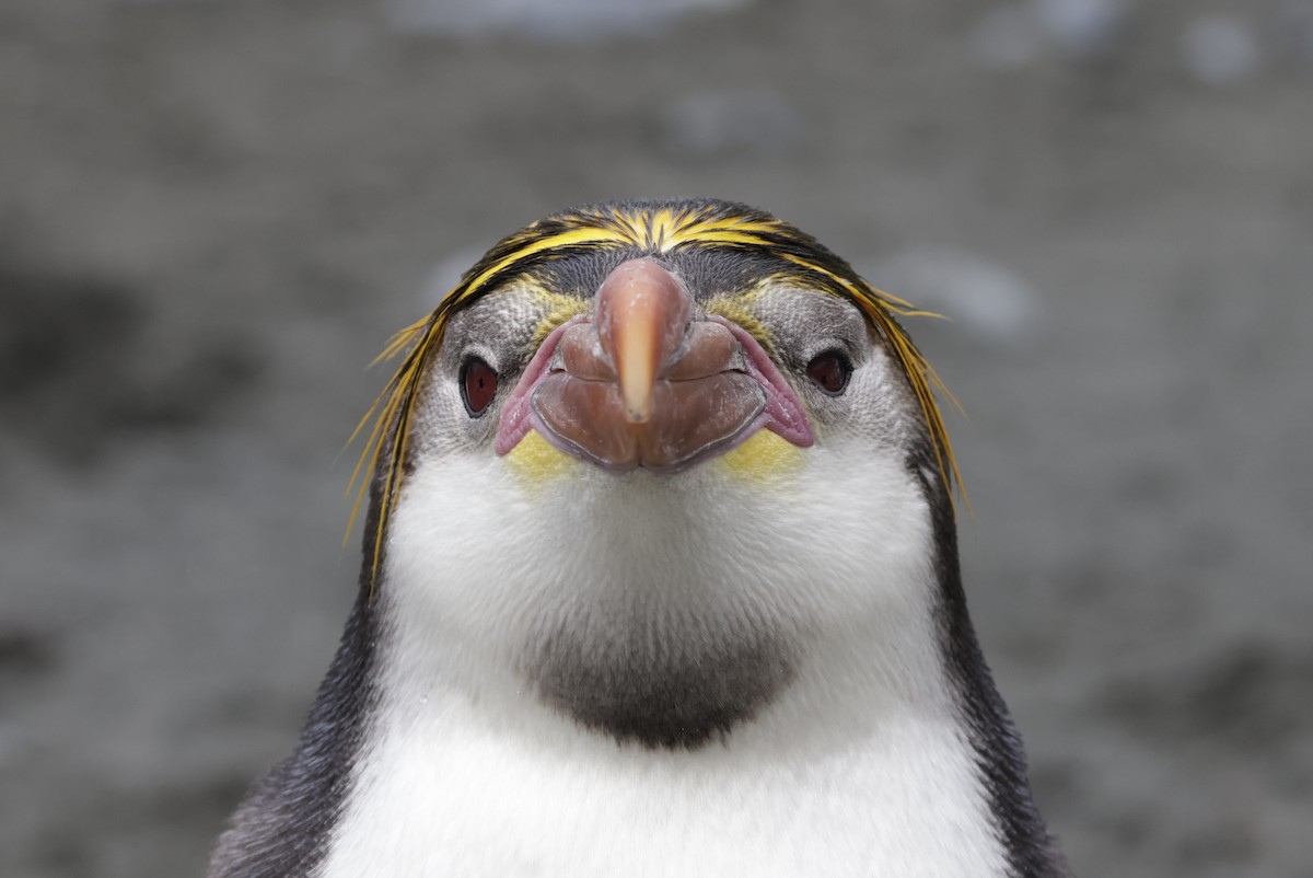 ロイヤルペンギン - ML647524268