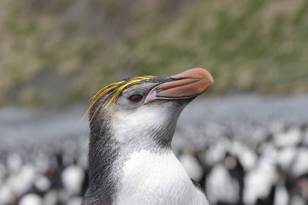 ロイヤルペンギン - ML647524269