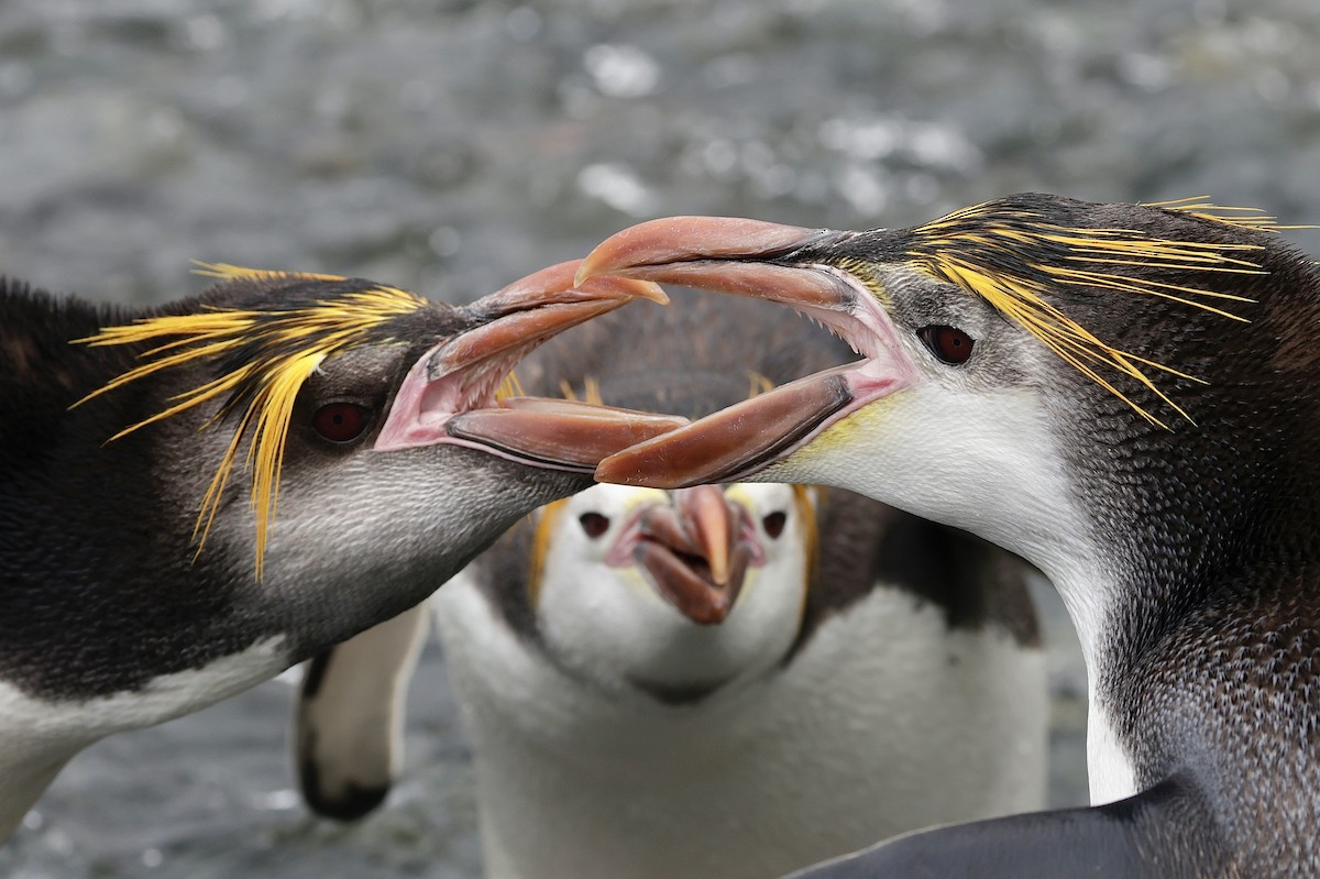 ロイヤルペンギン - ML647524270