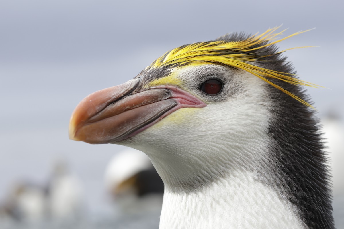 ロイヤルペンギン - ML647524271