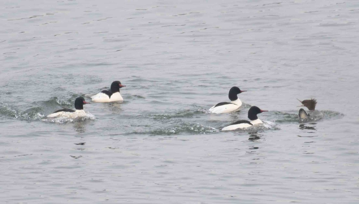 Common Merganser - ML647524289