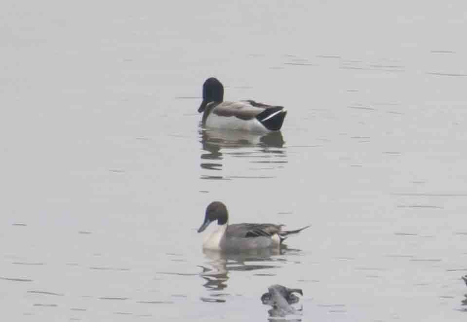 Northern Pintail - ML647524302