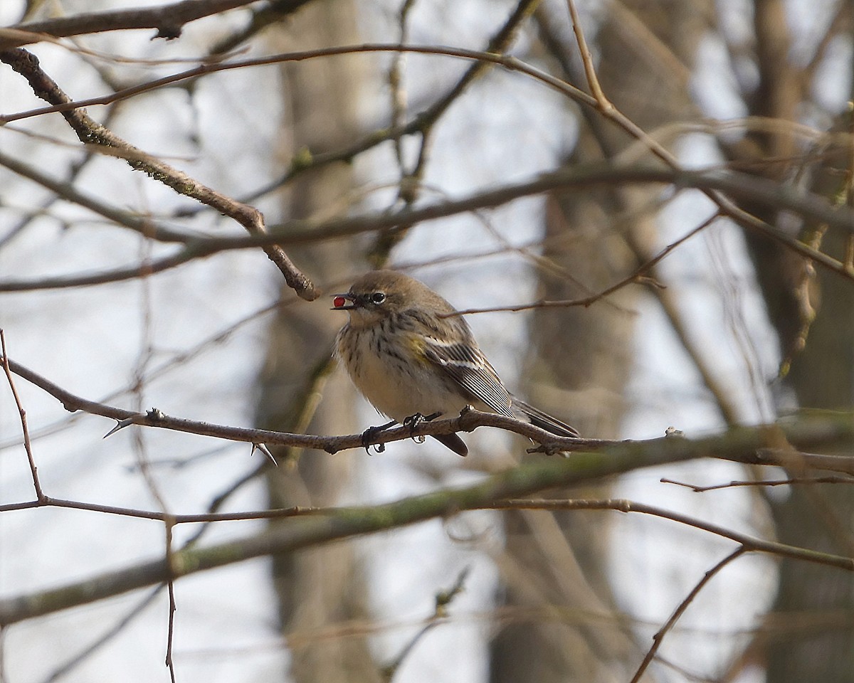 Yellow-rumped Warbler - ML647524306