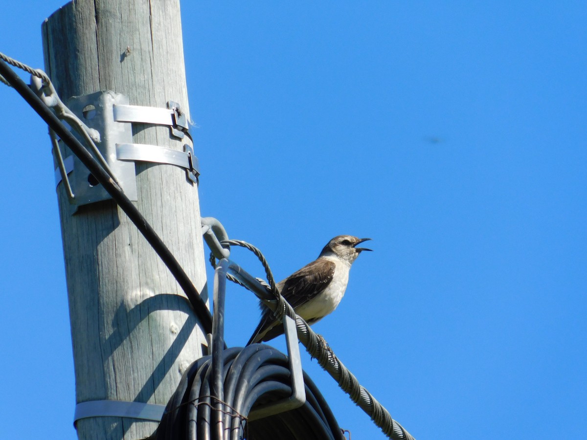 Camposspottdrossel - ML647524307