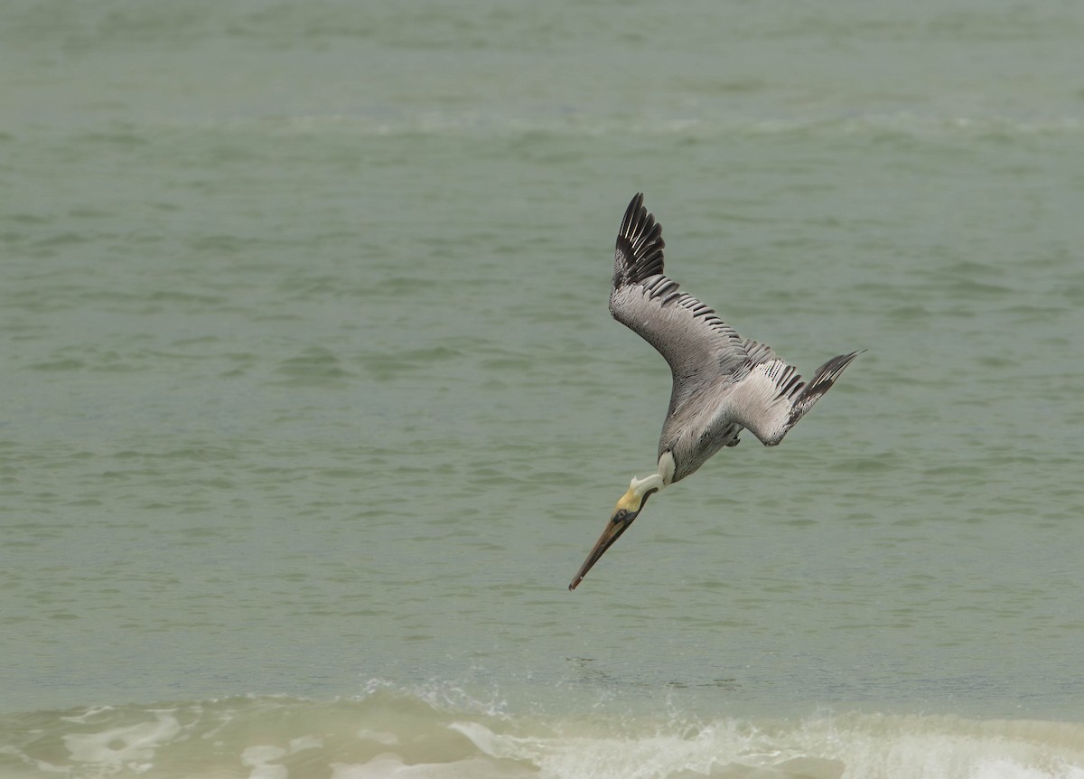 Braunpelikan - ML647524308