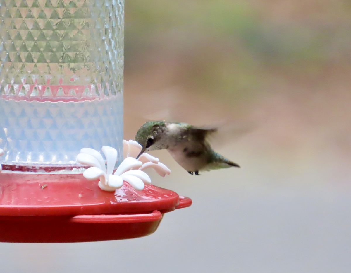 Rubinkehlkolibri - ML647524310