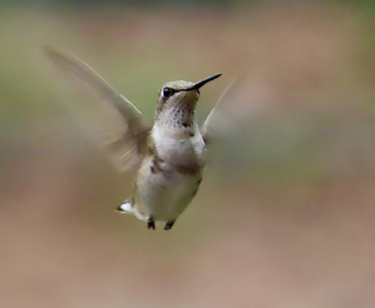 Rubinkehlkolibri - ML647524311