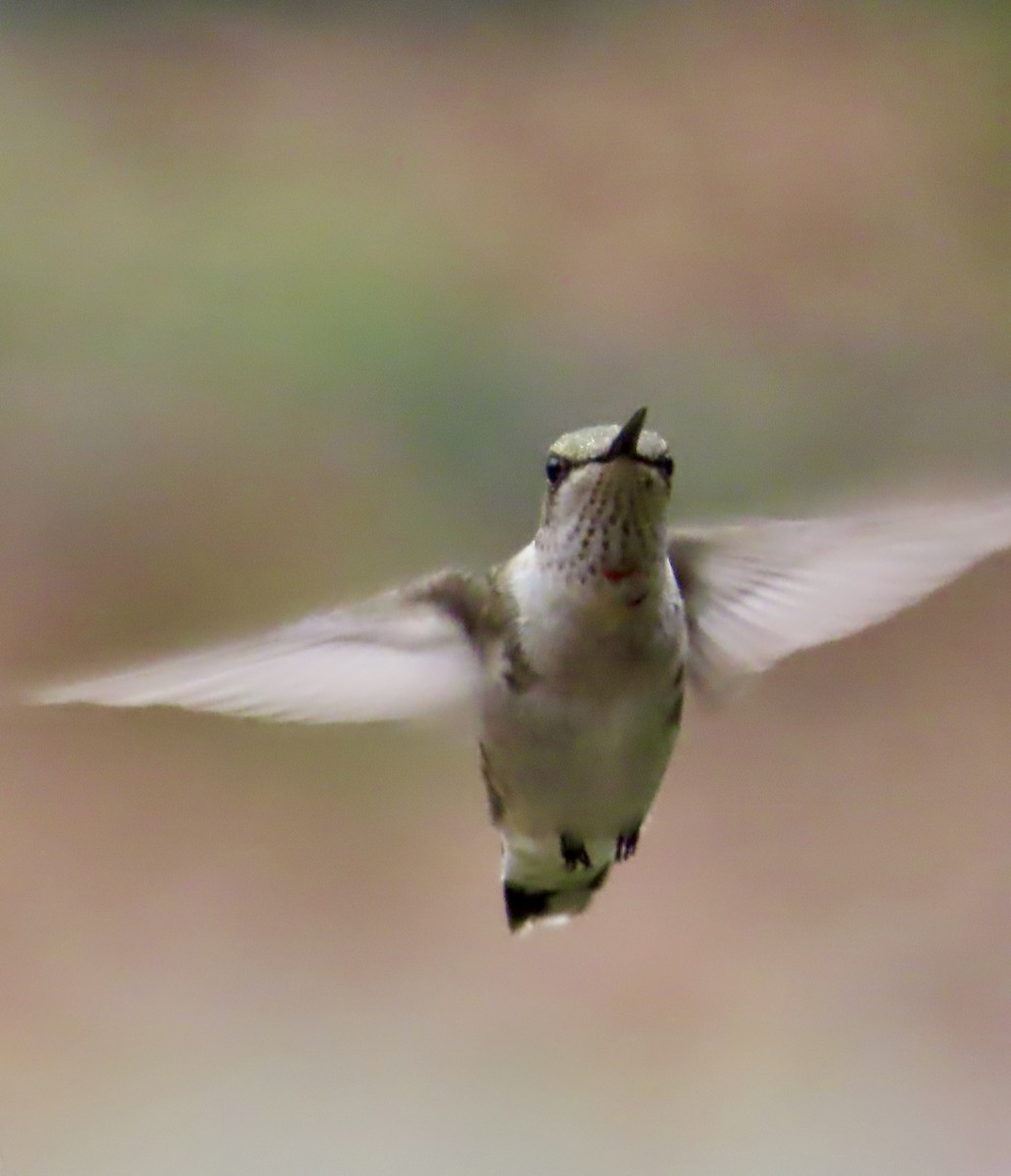 Rubinkehlkolibri - ML647524312