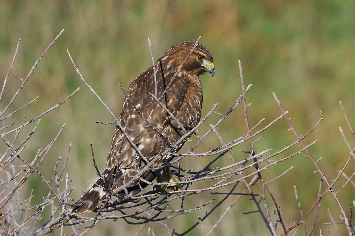 Rotschulterbussard - ML647524314